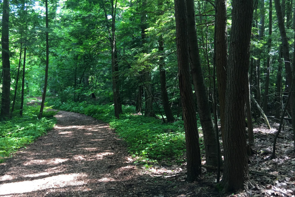 How to experience forest bathing