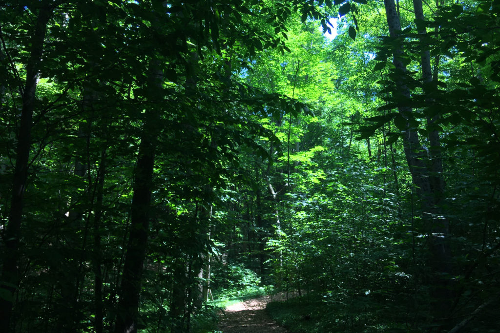 The luxury of forest bathing