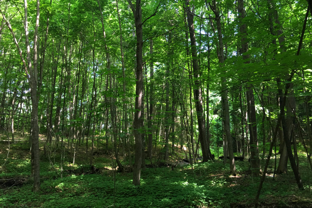 The natural luxury of forest-bathing