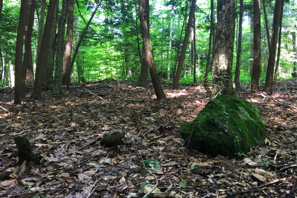 The natural luxury of forest bathing