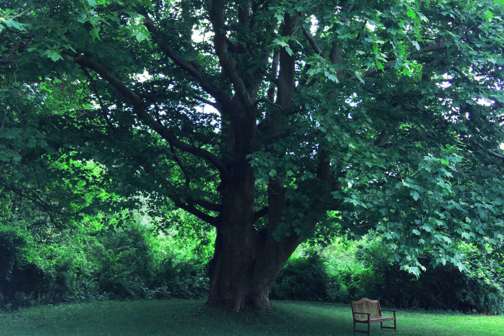 The natural luxury of forest bathing