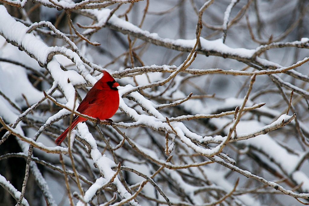 what is the color of February?