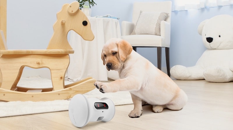 the best new luxury pet tech gadgets and toys