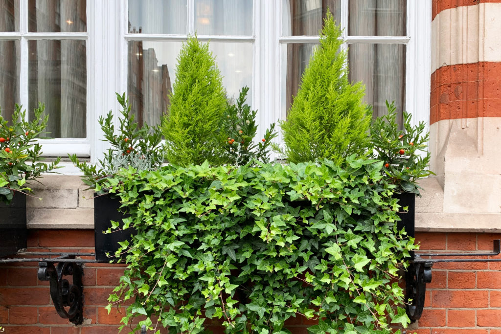 Ivy and juniper in window box in London