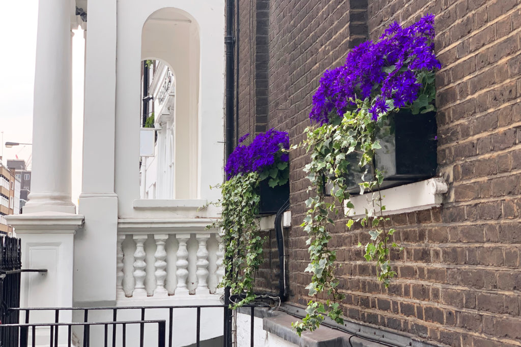 Purple flowers in window box in London