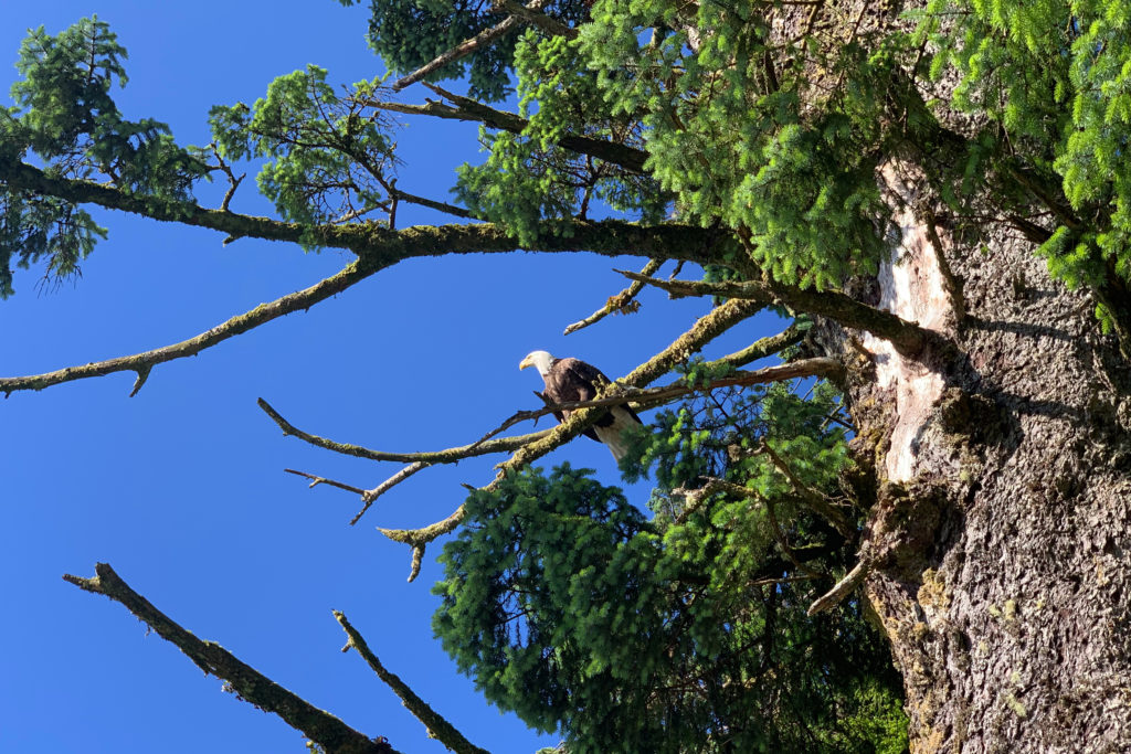 A bald eagle in Ketichikan Alaska