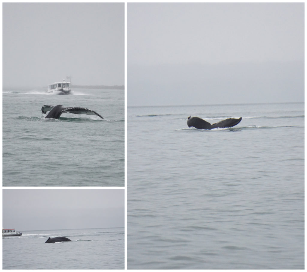 luxury whale watching in Juneau Alaska