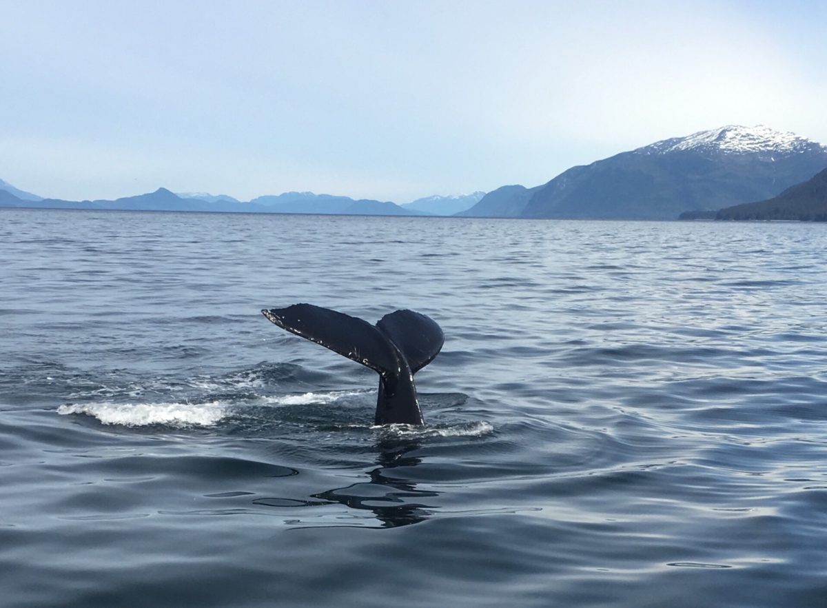 best luxury whale watching in juneau alaska