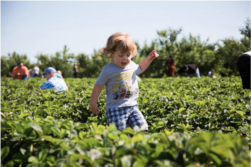 where to go apple-picking this fall