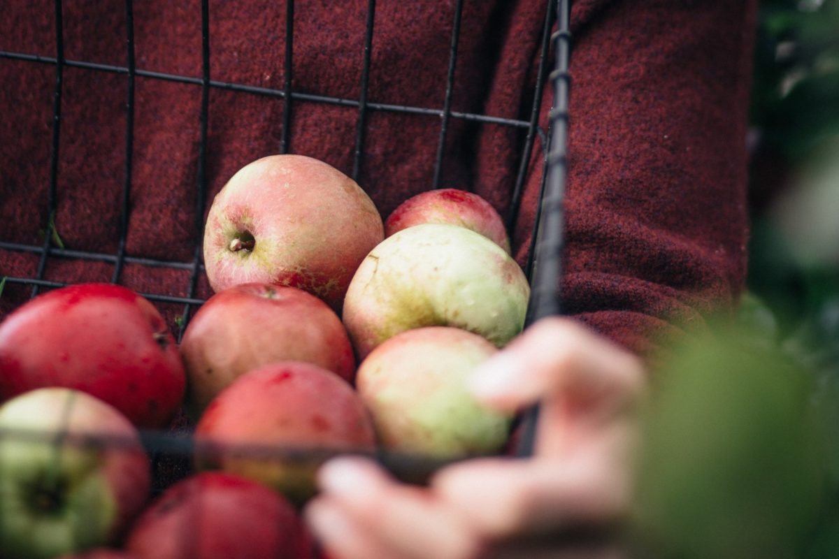 best places to go apple-picking