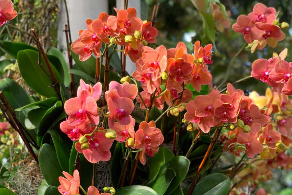 fun facts about orchids