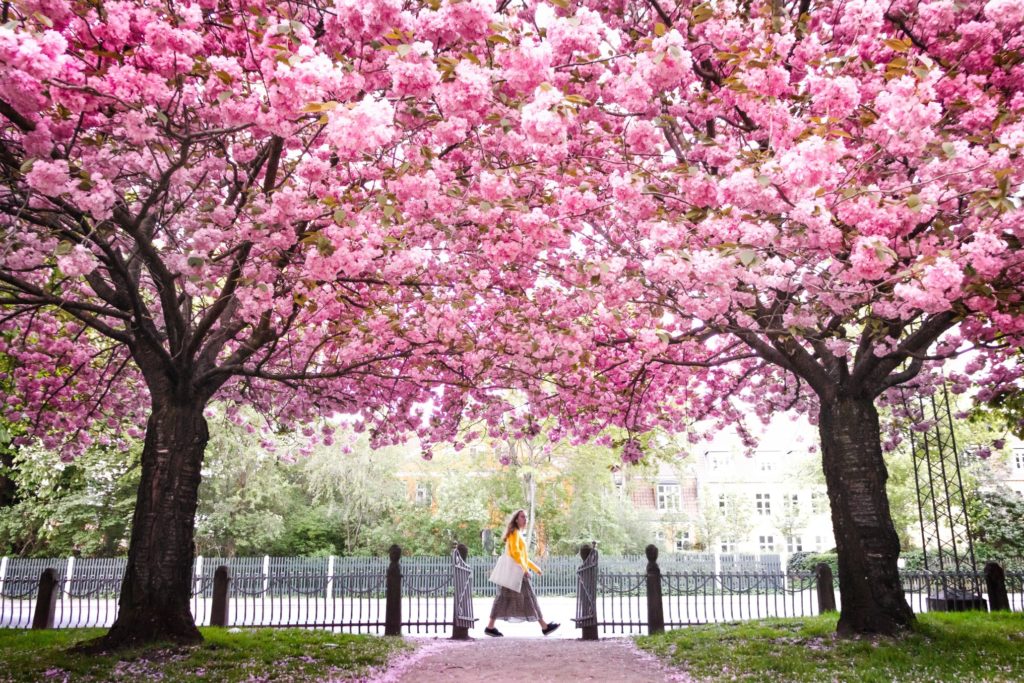 the best luxury destinations to see the spring cherry blossoms and sakura