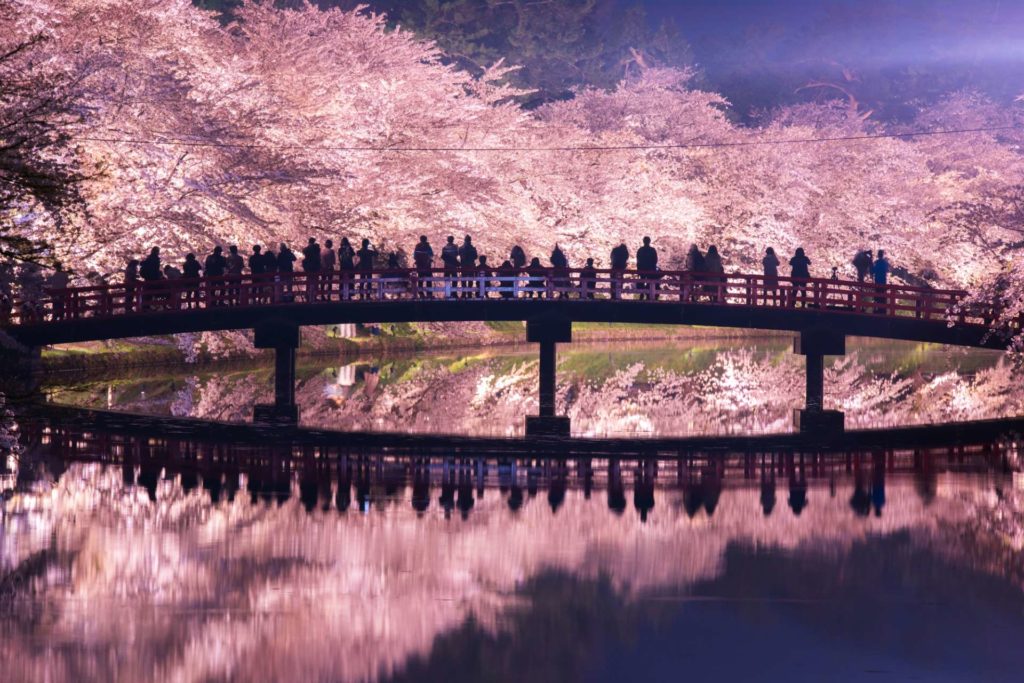 The best places to see the spring cherry blossoms this spring