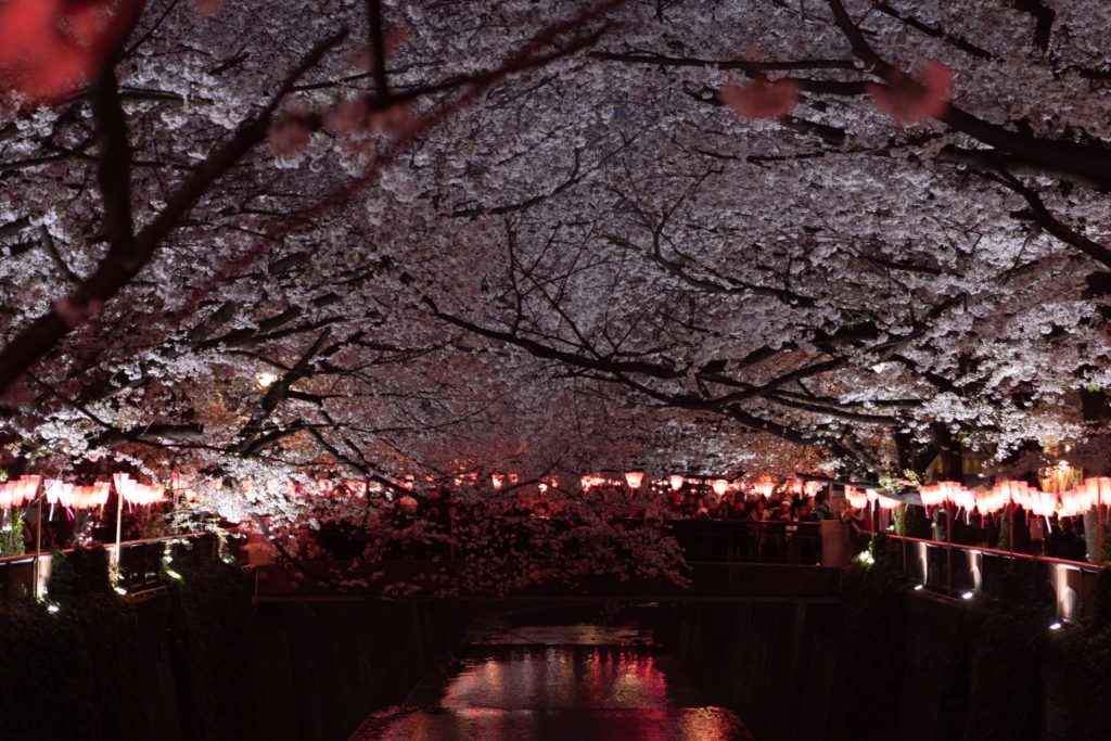 the best luxury destinations to see the spring cherry blossoms and sakura