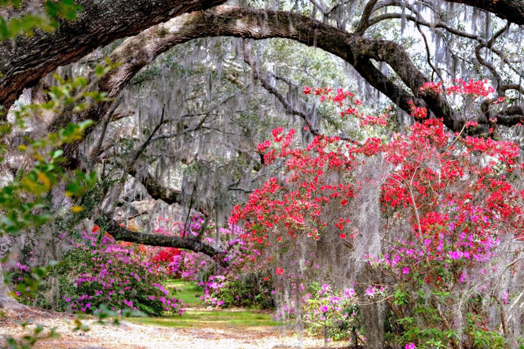 Magnolia Plantation and Gardens