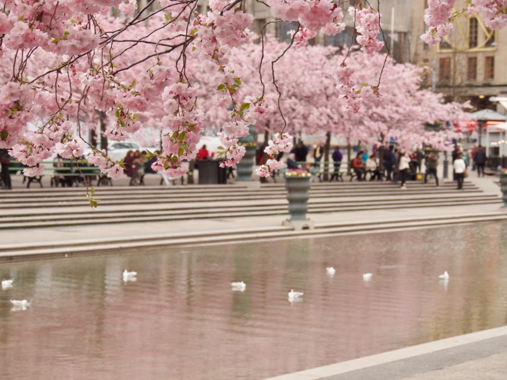 the best luxury destinations to see the spring cherry blossoms and sakura