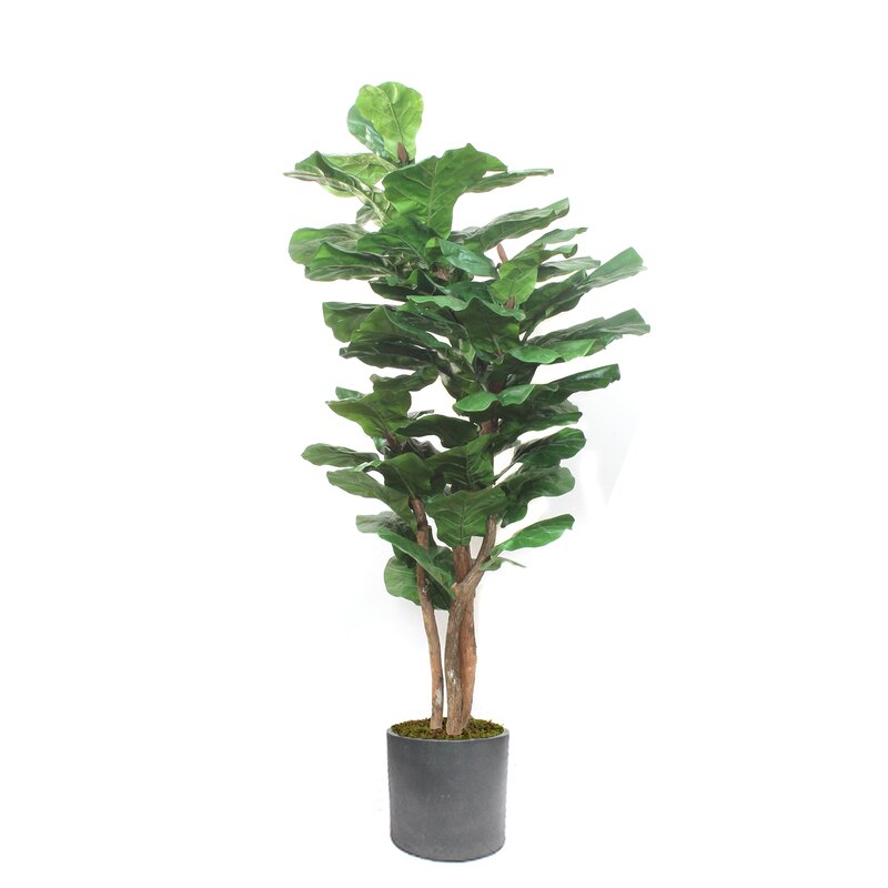 most popular house plant