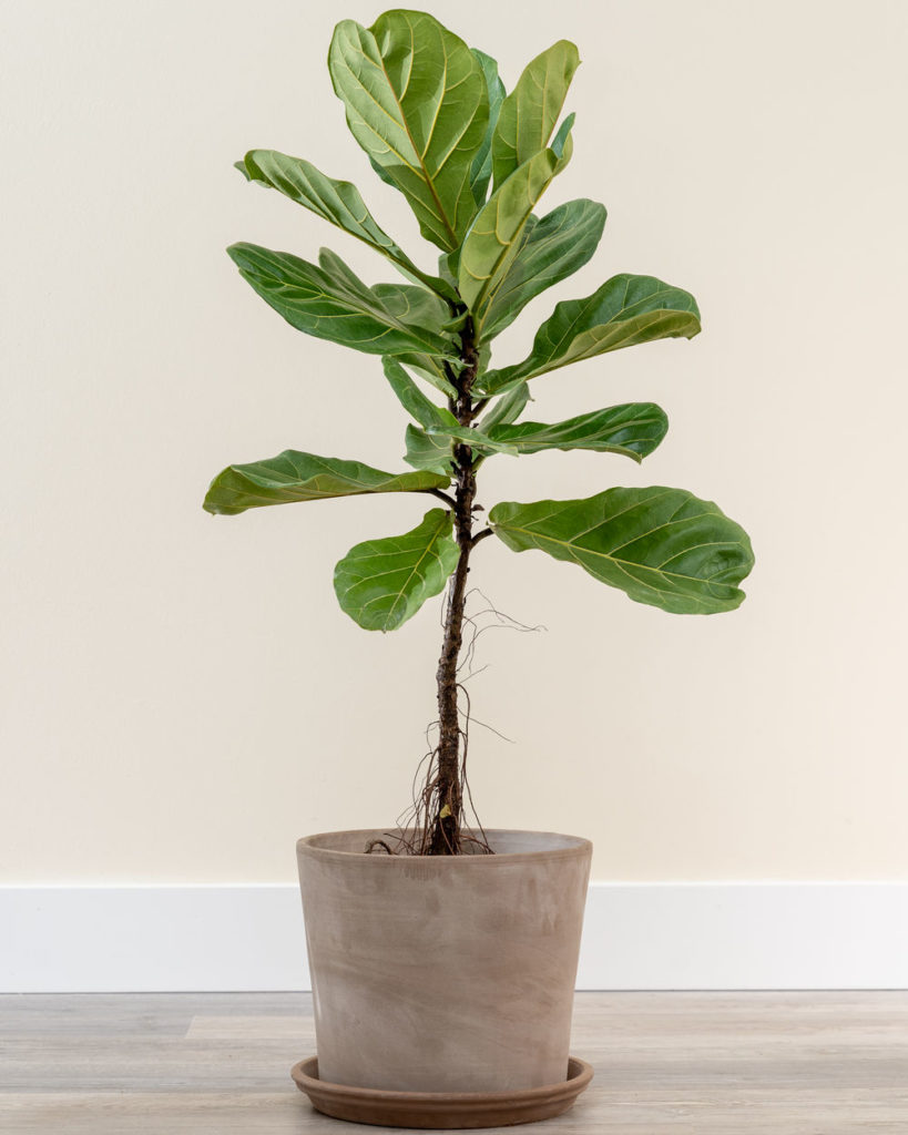 luxury live fiddle-leaf fig