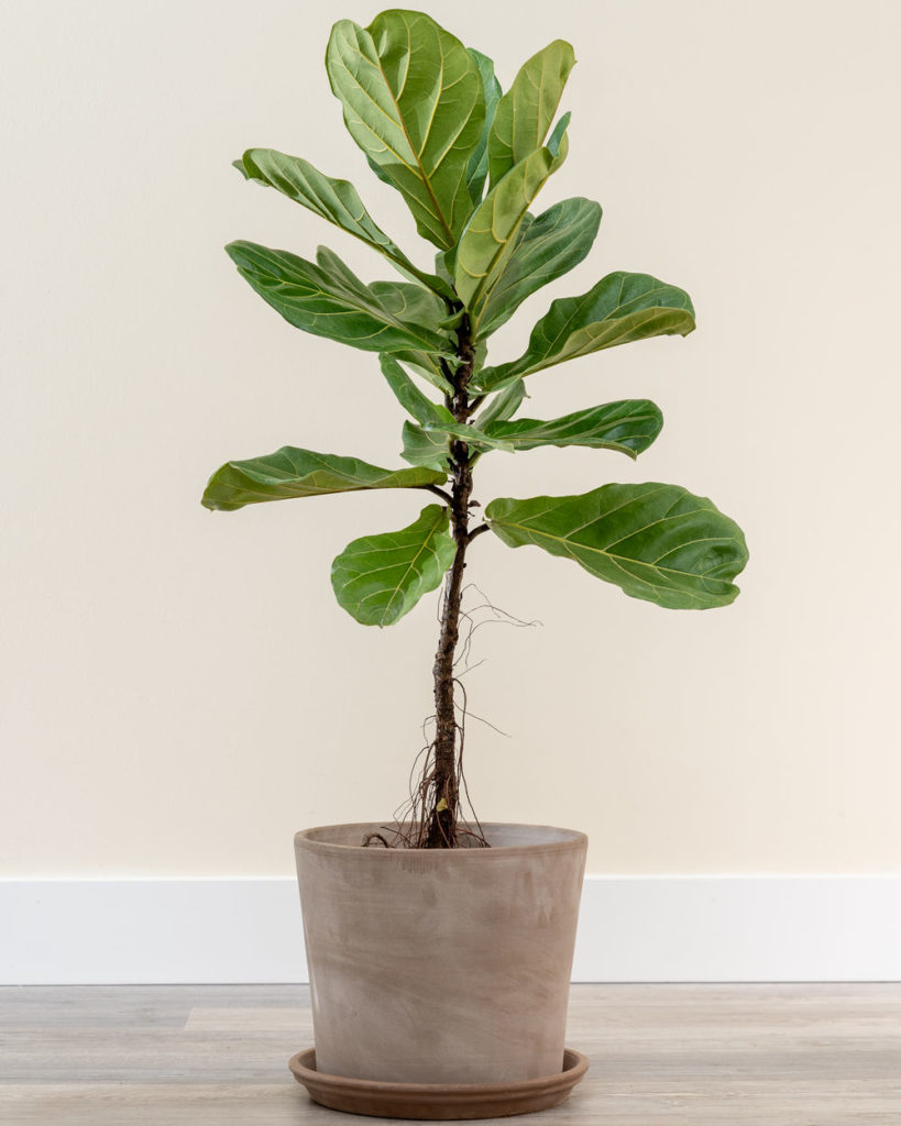 luxury live fiddle-leaf fig