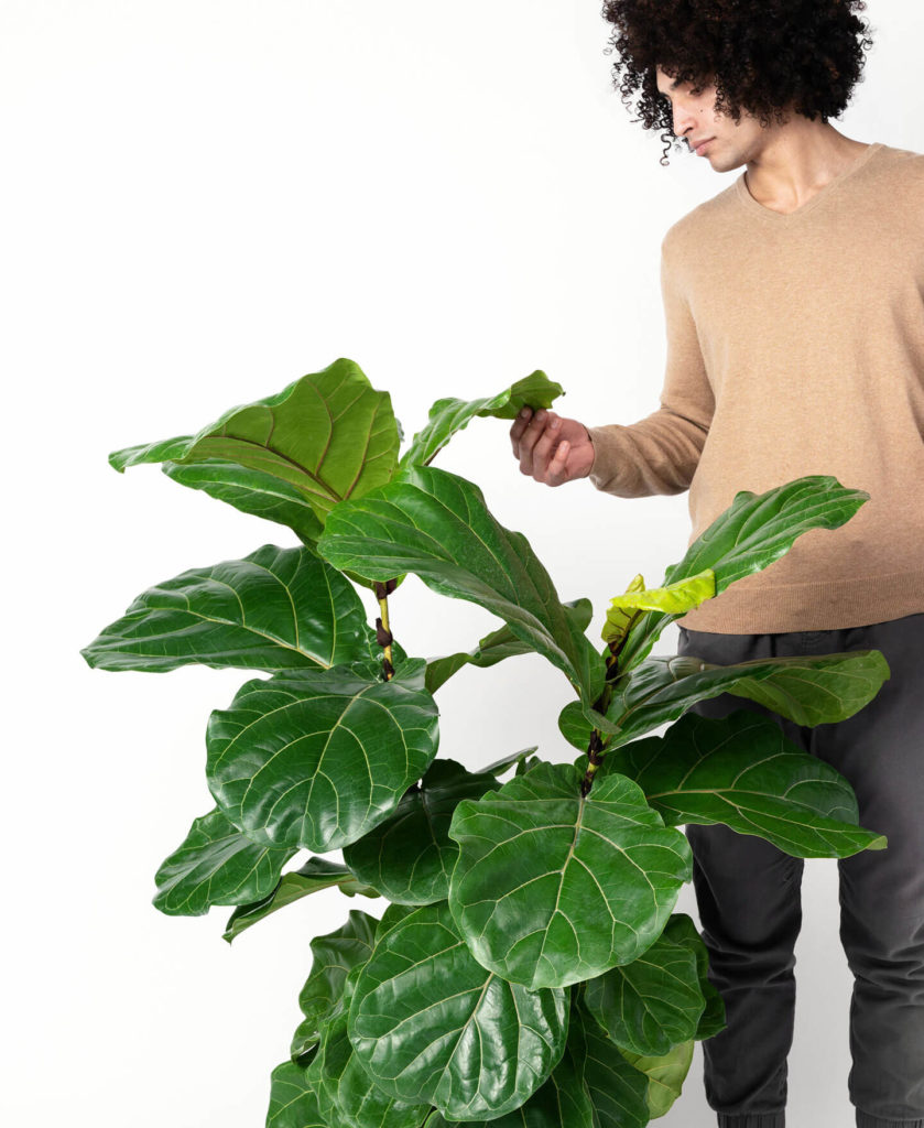 luxury live fiddle-leaf fig