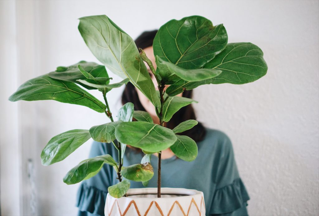 why is the fiddle leaf fig the most popular house plant?
