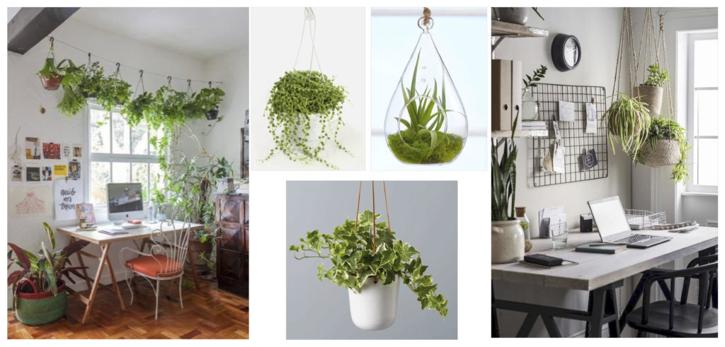 types of best indoor plants