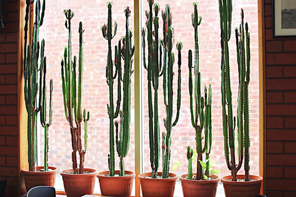 The best online nurseries to buy plants as a luxury gift