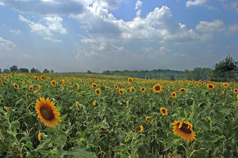 best luxury sunflowers bouquet