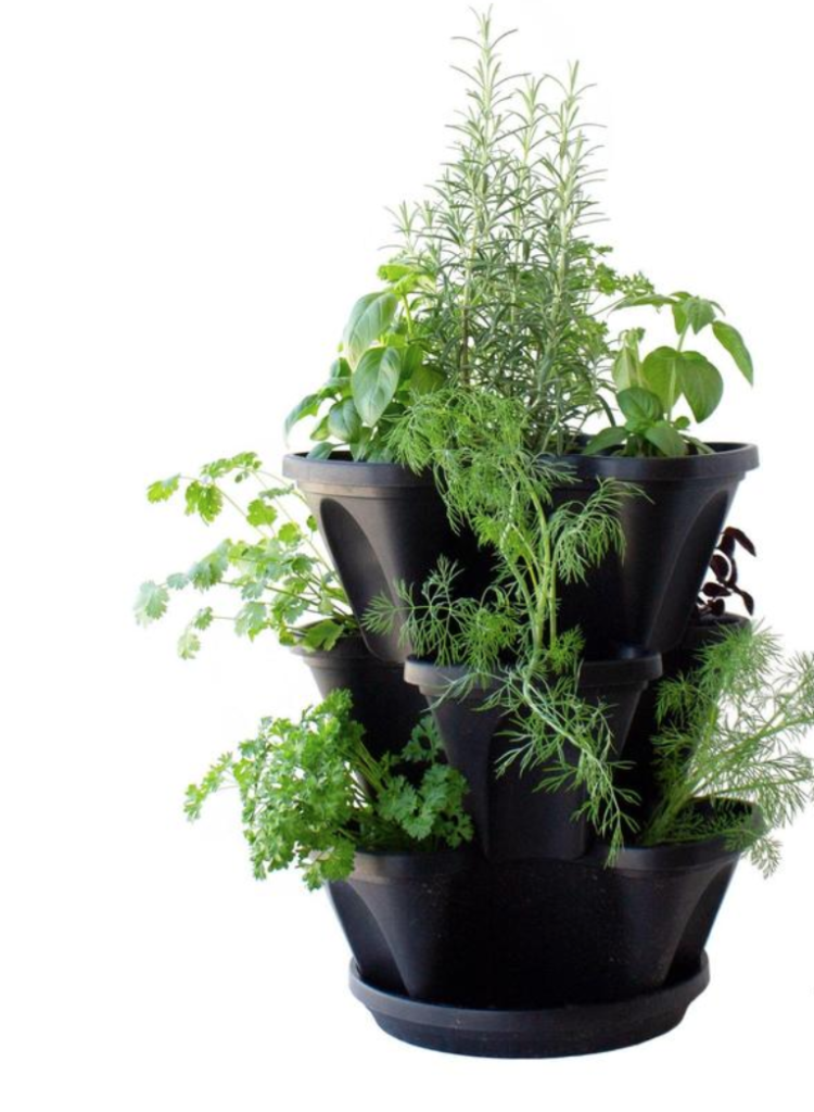 sustainable herbs vegetable garden