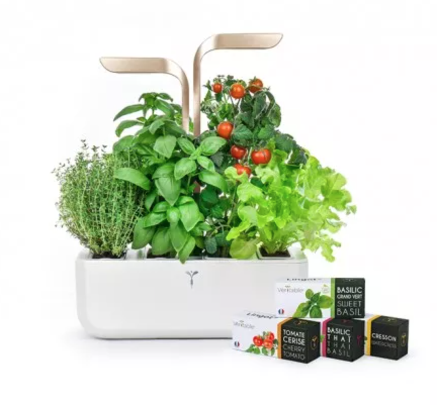 sustainable herbs vegetable garden