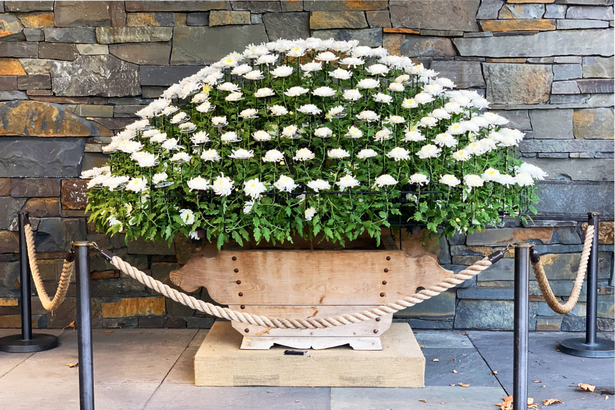 Fall kiku chrysanthemum display 2020 at the New York Botanical Garden
