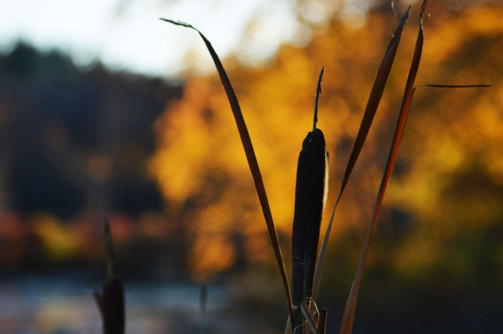 The most famous and beautiful paintings about autumn to welcome the fall season this year.