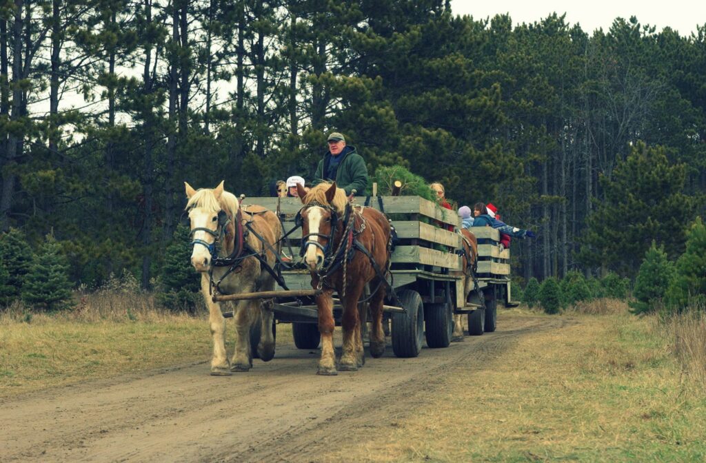 best Christmas tree farms