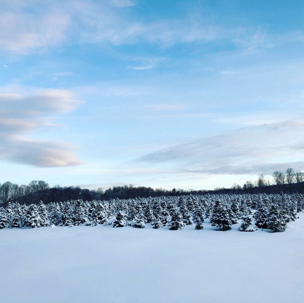 12 best farms in the country to cut your own luxury Christmas tree this holiday 2023 season.