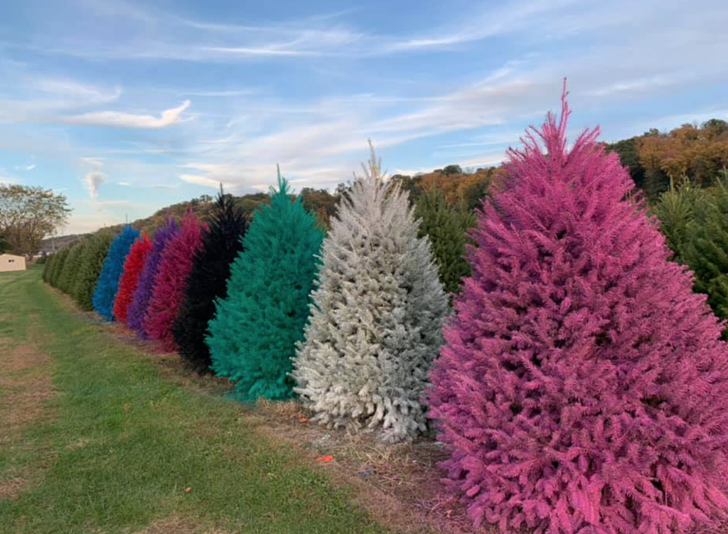 best Christmas tree farms