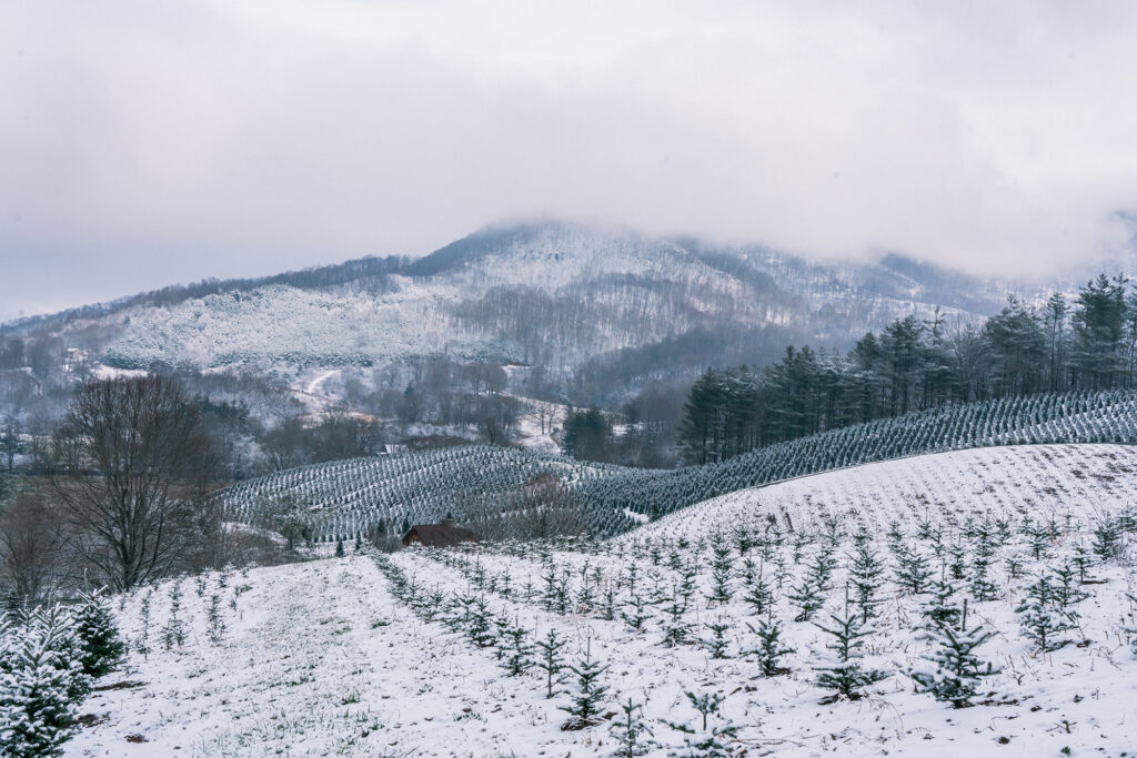 12 best farms in the country to cut your own luxury Christmas tree this holiday 2023 season.