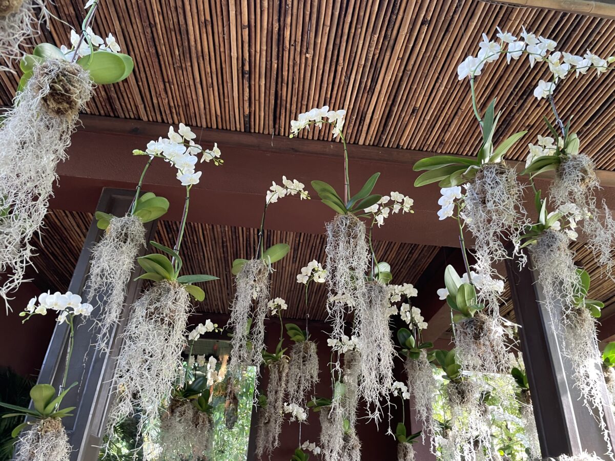 Best Photos of Botanical Garden's Spotlight on Orchids 2021