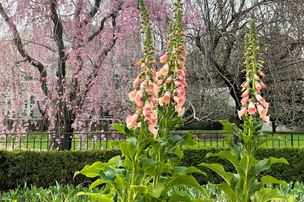 2021 Yayoi Kusama sculpture exhibit at New York Botanical Garden