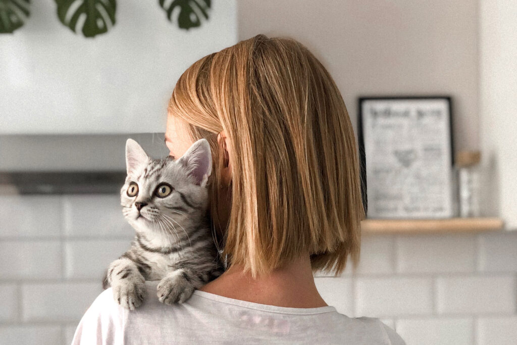 Tips from pet parents on what you need to know to buy or adopt a new kitten, including breeds, timing and essential toys and supplies