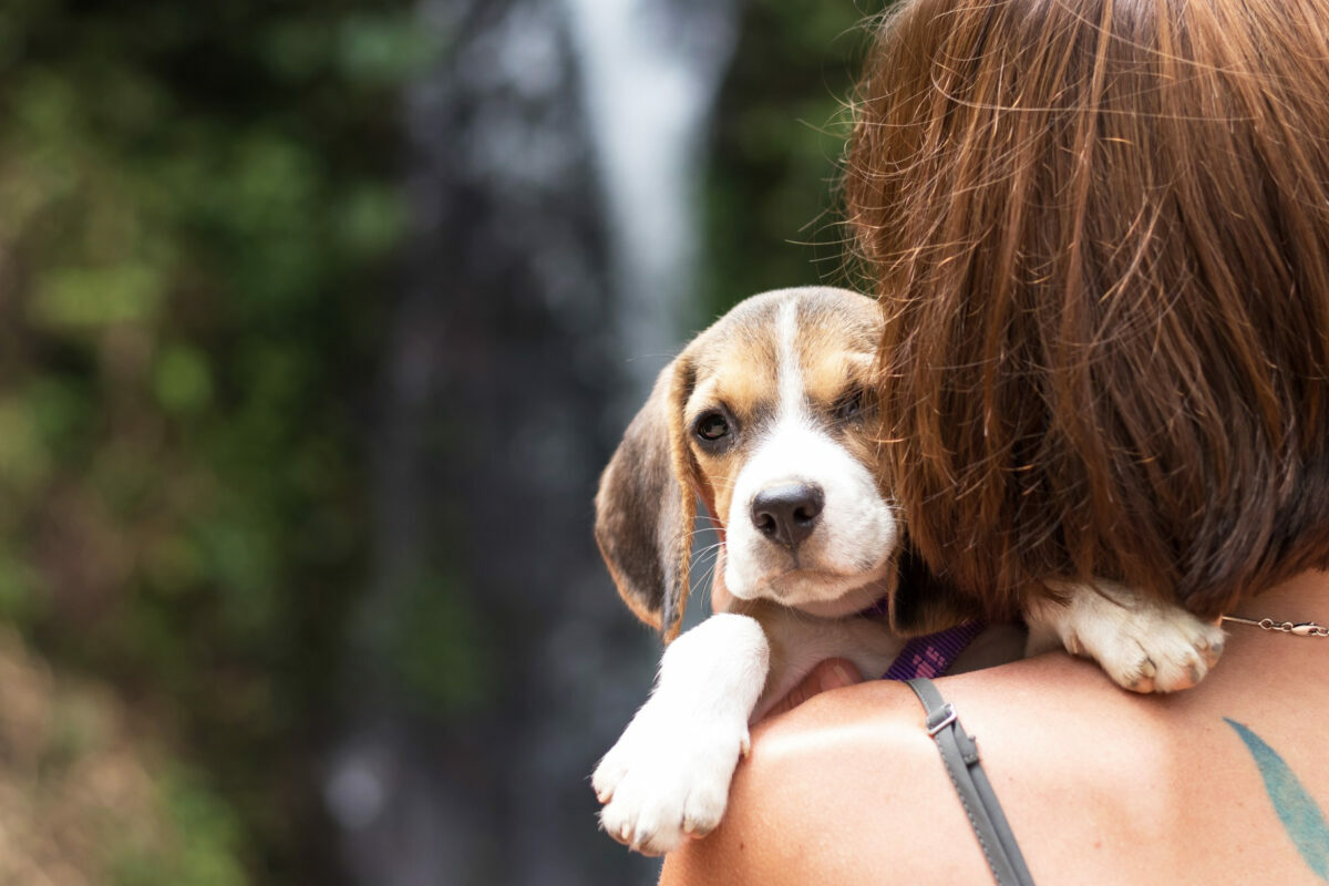 Expert tips from pet parents on what you need and what you need to know before adopting a new puppy, including timing and essential supplies