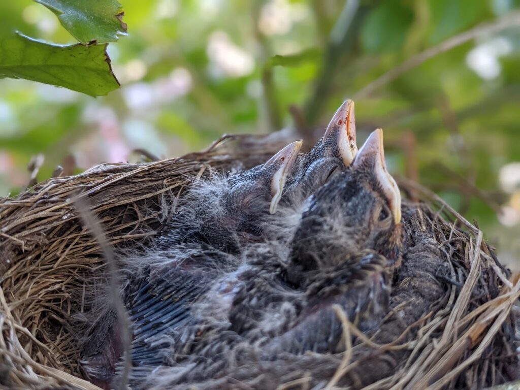 robins nest New York