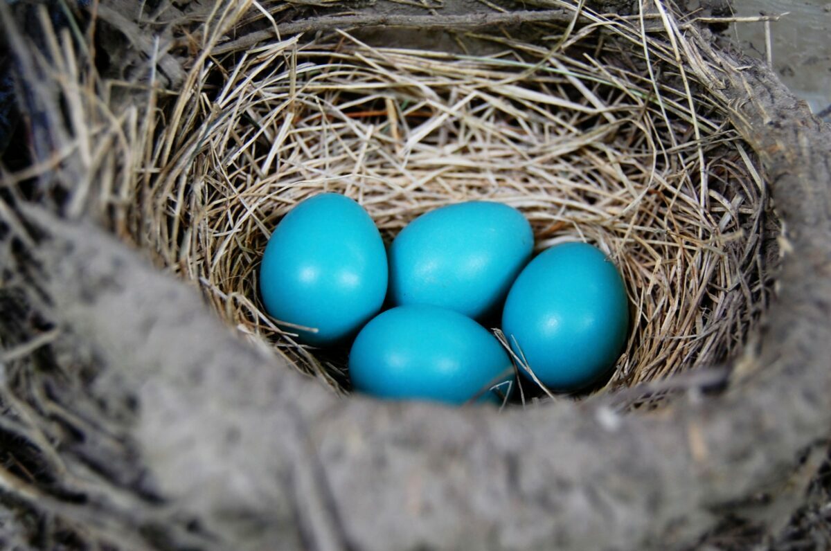 The sighting of a hidden robin's nest on a New York City terrace proves to be for a mom and her kids the ultimate spring luxury experience