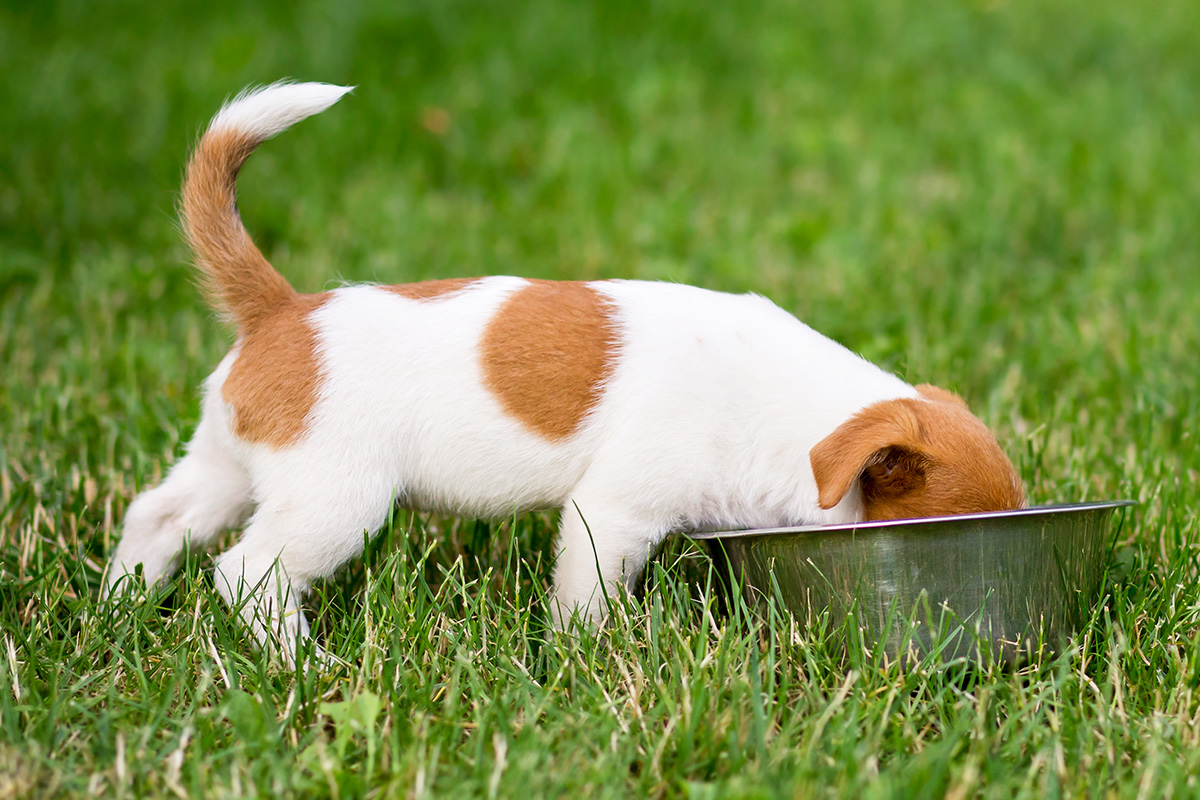 The best luxury gourmet cat and dog food brands to buy right now, including wet, dry kibble and fresh pet foods and home delivery.