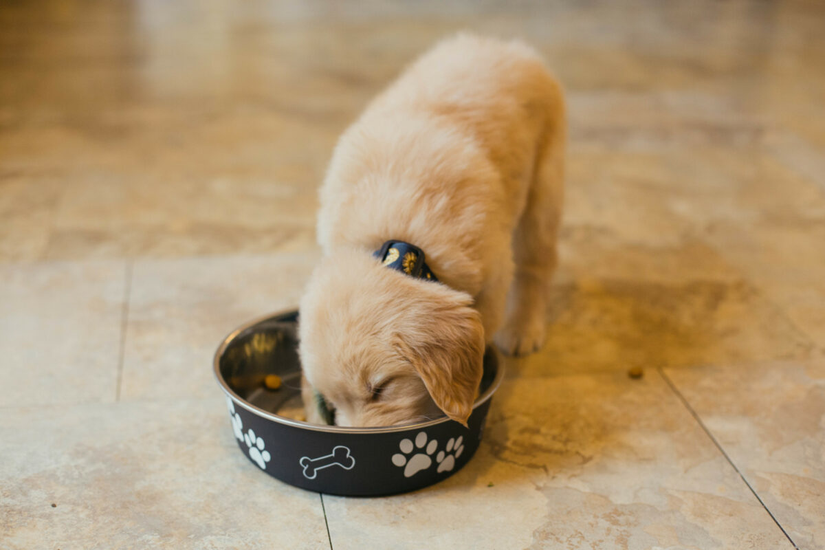 best luxury gourmet pet cat and dog food brands, including wet, dry kibble and home delivery