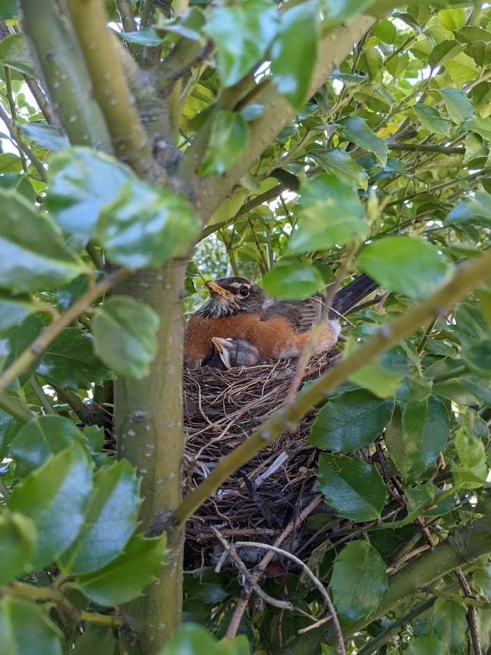 robins nest New York