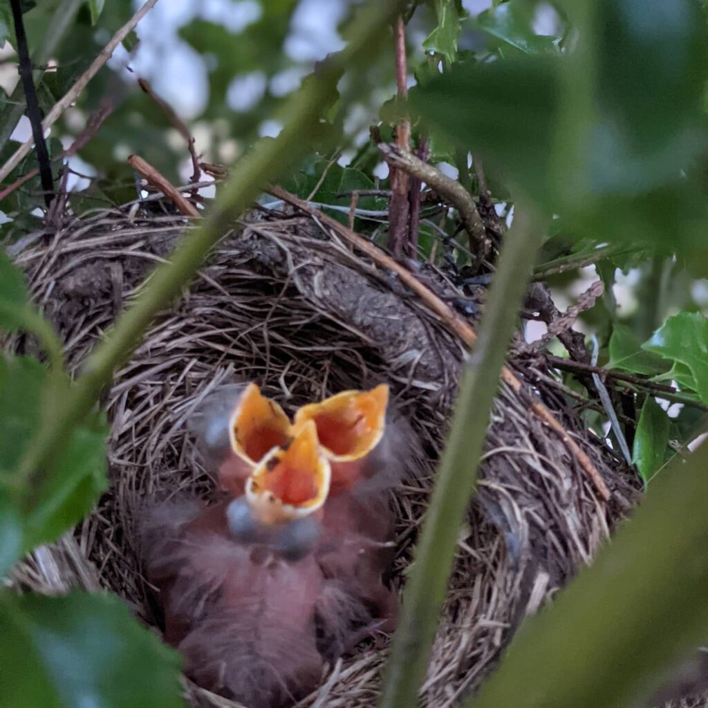 The surprise luxury of a robin's nest in New York. 