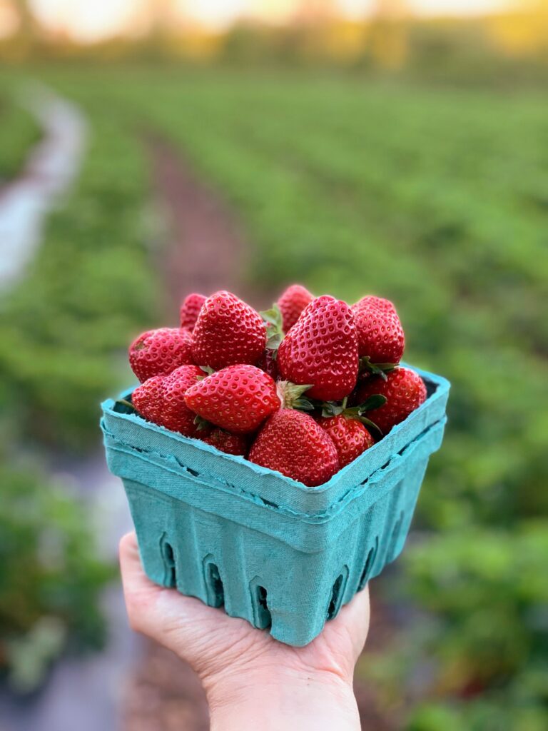 best places berry picking