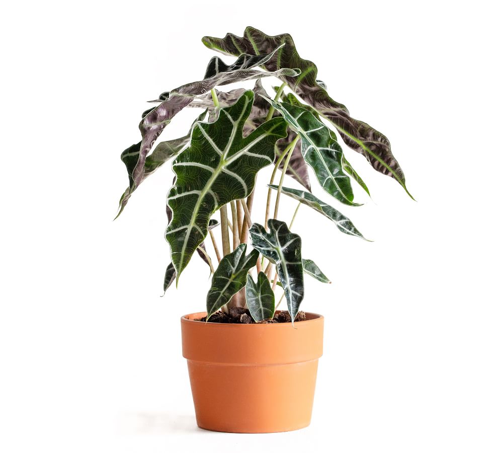 trendiest most popular indoor house plants on social media in 2021