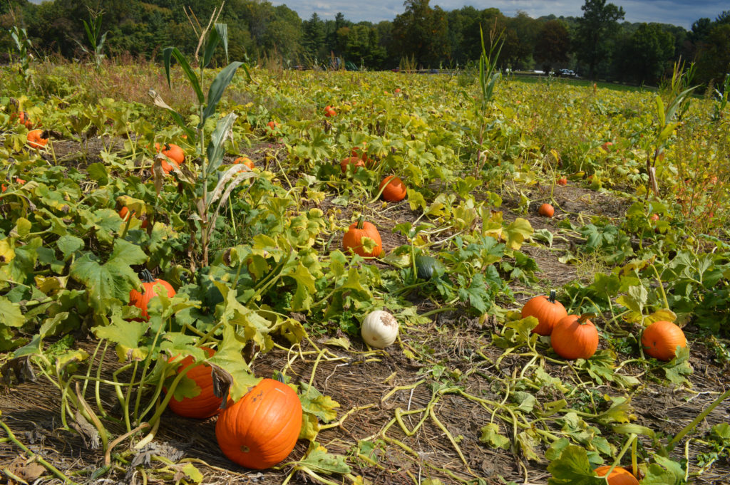 best places pumpkin picking 