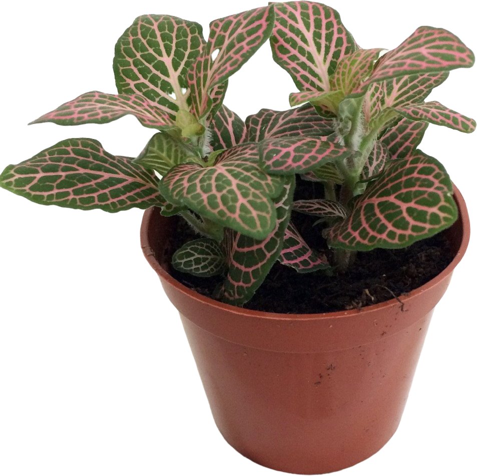 Pink indoor house plants that are pet safe and non-toxic for dogs and cats
